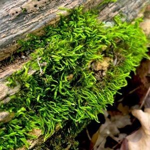 Live Moss and Dried Moss for Terrariums, Moss Gardens, and Moss Designs